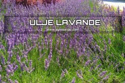 Ulje lavande - Prednosti i priprema