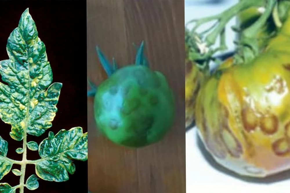 Viroze na paradajzu - simptomi i zaštita