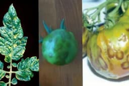 Viroze na paradajzu - simptomi i zaštita