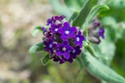 Volujak može pomoći kod velikog broja bolesti