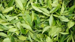 Loša probava – Prirodni lijek za bolju probavu