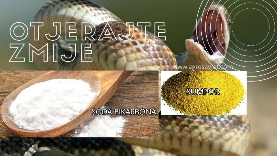 PRIRODNI NAČINI DA SE OTJERAJU ZMIJE POMOĆU SODE I SUMPORA