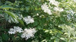 Riznica zdravlja, štiti srce i puna je vitamina C, ali od nje se možete i otrovati