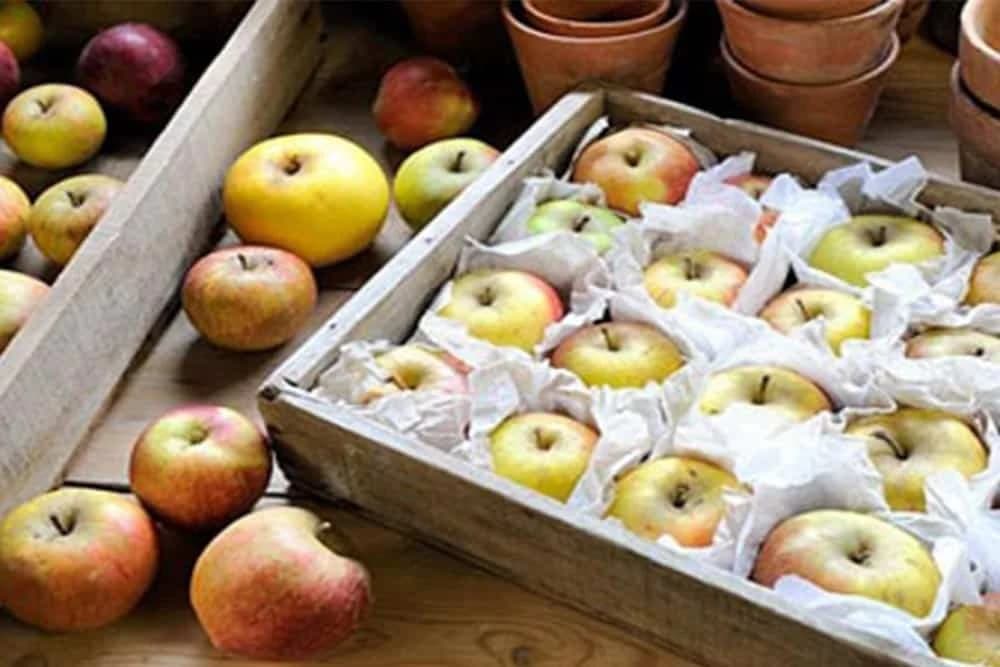 ČUVANJE PLODOVA JABUKA