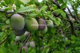 Aminokiseline povećavaju otpornost i obezbjeđuju sigurne prinose