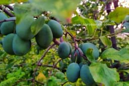 Štetočine koštičavog voća