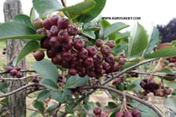 Korisni savjeti za uspješno gajenje aronije