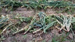 Kada i kako se vadi, suši i skladišti CRNI LUK?