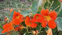 Cvijeće koje možete jesti - Neven, dragoljub, lavanda...