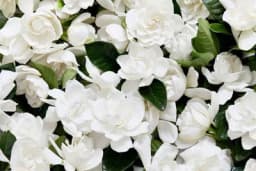 Gardenija: Biljka očaravajućeg mirisa!