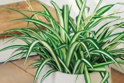 Ova biljka upija negativnu enrgiju