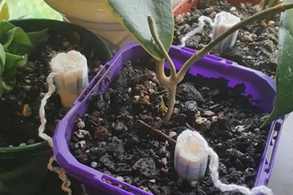 Neobičan trik koji spašava biljke da ne uginu zbog previše vode