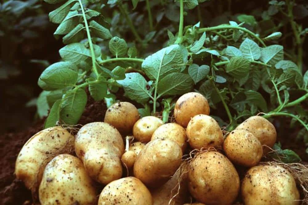 Kada se obavlja SADNJA KROMPIRA U PLASTENICIMA