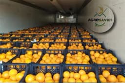 Strana narandža jeftinija od domaće jabuke