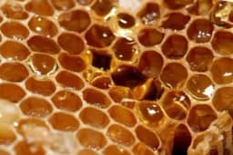 Ekomed-MK iz Šamca počeo praviti novu vrstu hrane za pčele - Smanjuju se gubici u proizvodnji meda do 50%