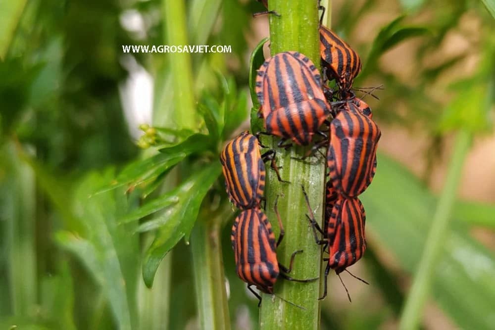 Prugasti smrdljivac - Štetočina peršuna ali i drugih biljaka!