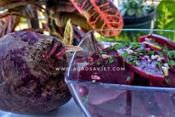 Kako spremiti CVEKLU za ZIMNICU! /RECEPT/