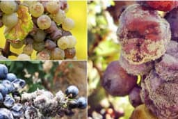 Siva plijesan vinove loze