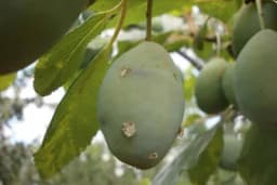 Zašto se kod ŠLJIVA javljaju KAPLJICE smole?