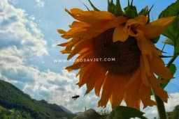 Moć SUNCOKRETA da pročišćava ZAGAĐENO zemljište!