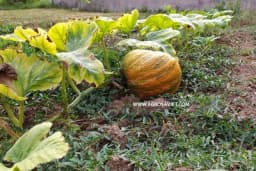 Kada sklanjati bundeve sa njive i kako ih čuvati?