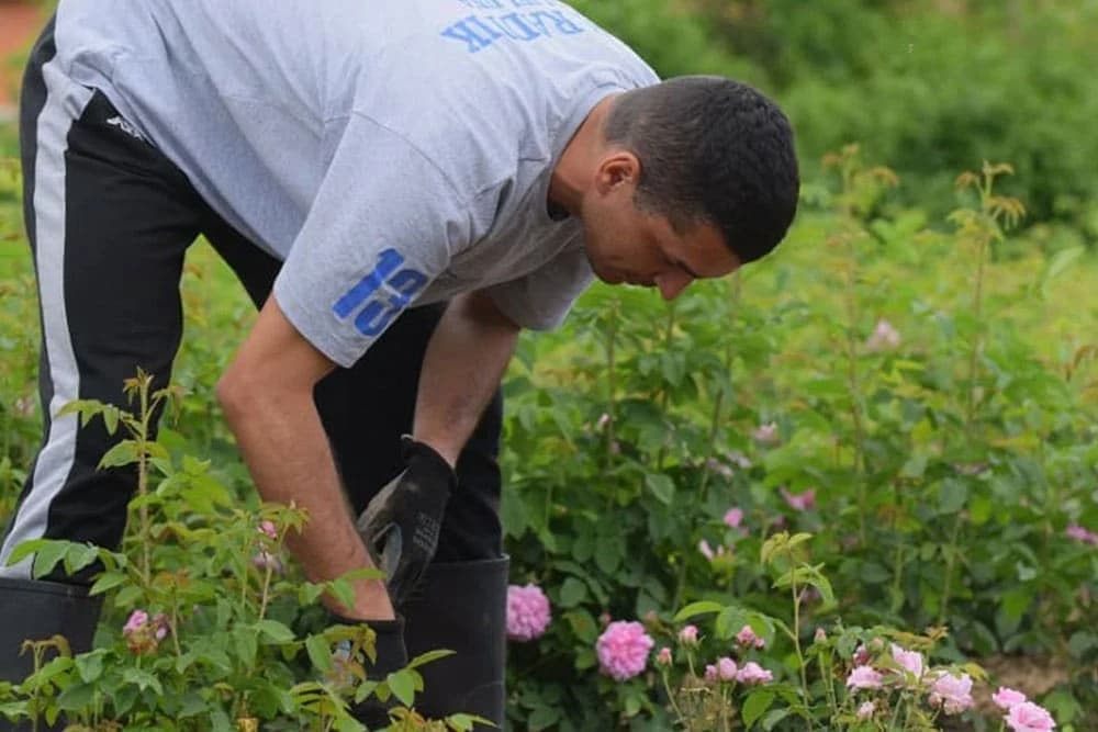 Prirodni sok od ruže "Angels Rose" prvi na našem tržištu u flaširanom izdanju!