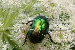 Zlatna mara - Suzbijanje štetočine koja sve više prijeti!