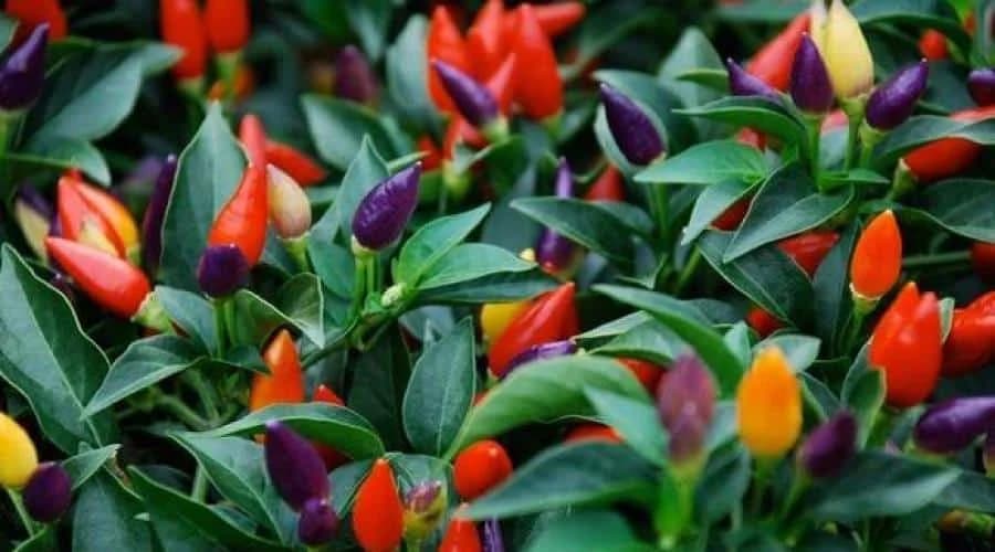 Ljuta paprika
