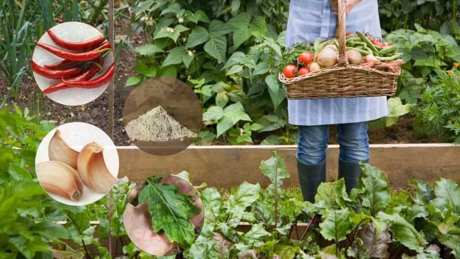 Prirodni insekticidi