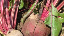 Ljetna sadnja cvekle