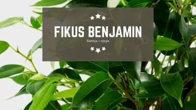 Fikus benjamin: Uzgoj, sadnja i njega bez greške