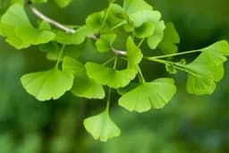Ginko biloba poboljšava pamćenje i ostale moždane aktivnosti