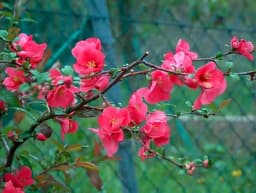 Japanska dunja – Izdržljiva žbunasta ljepotica