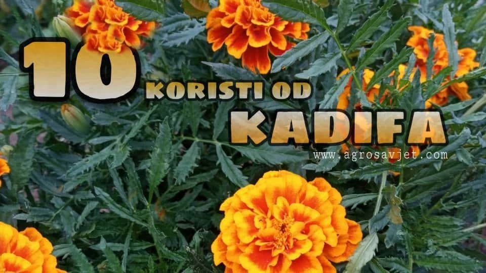 kadifa