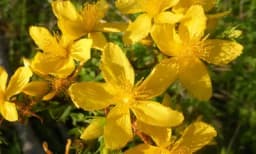 Kantarion i njegova upotreba