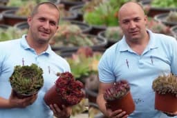 Kraljevi čuvarkuće - Imaju 196 vrsta (VIDEO)