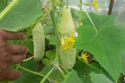 Bijeli krastavac: Zaboravljena sorta odličnog ukusa i visoke otpornosti