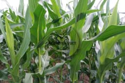 Dabrovi i divlje svinje pustoše usjeve u Sanskom Mostu