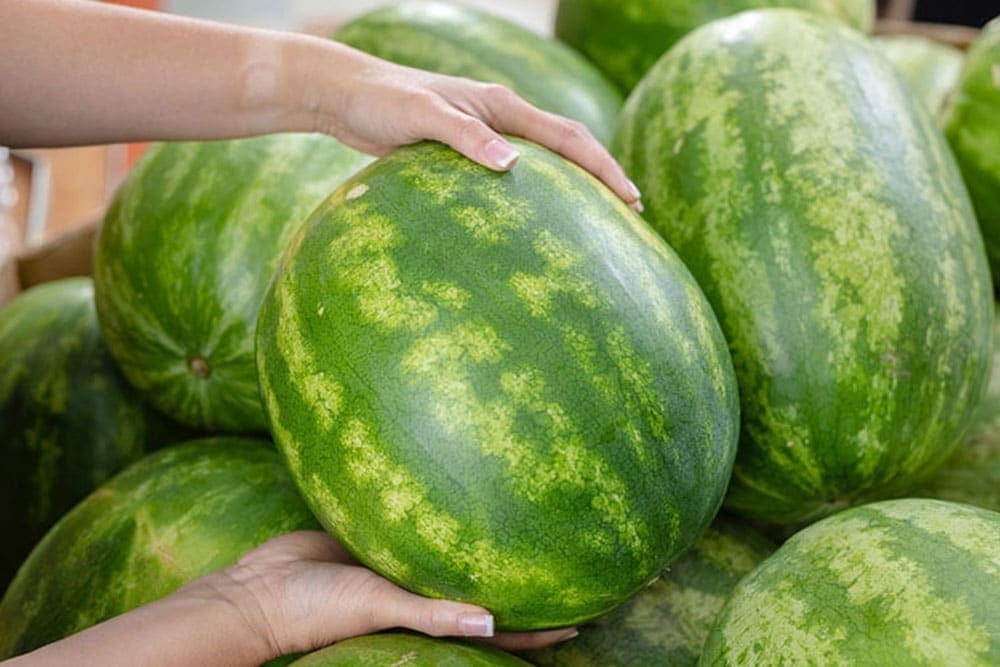 Ogromna ponuda, mala potražnja: Rana lubenica ide u bescijenje