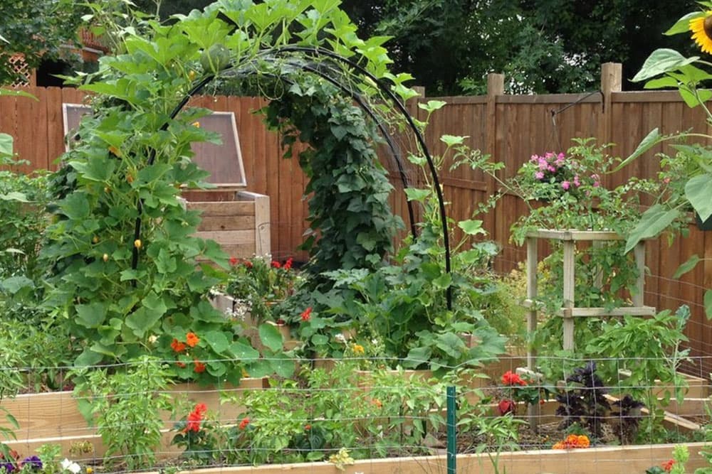 Kako da napravite luk za tikvice penjačice