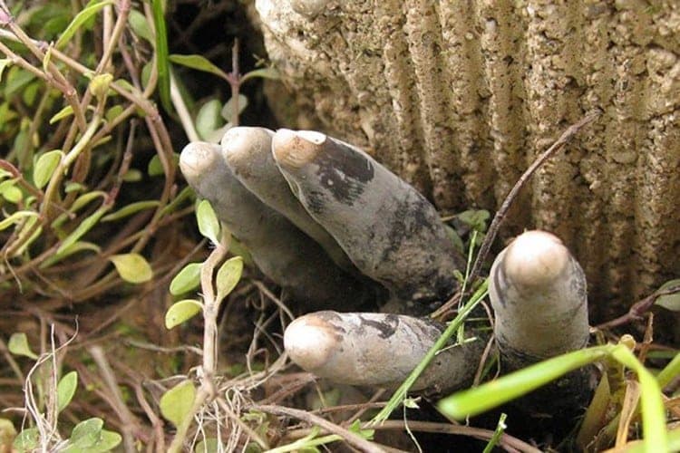 Mnogi su se uplašili kada su ih vidjeli kako vire iz zemlje