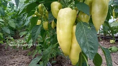 Paprika - Kada primijeniti stajnjak, a kada prihranjivati preko lista?