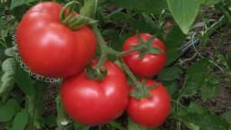 Koje vitamine sadrži paradajz?