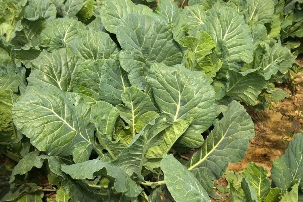 Raštan