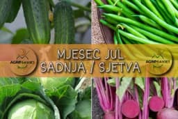 Evo šta možete sijati u julu - Obezbijedite povrće za jesenju potrošnju