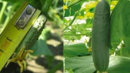 Najpoznatije sorte krastavaca