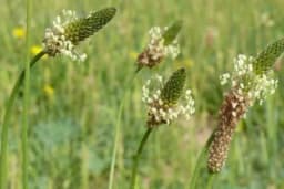 Čišćenje ljekovitog i začinskog bilja nakon branja