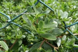 Tri ukusne salate od tušta