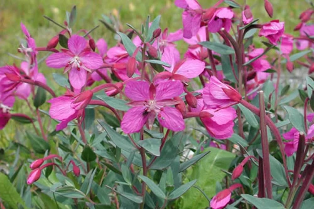 Ivan čaj ili vrbovica