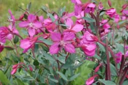 Ivan čaj - Tradicionalni ruski čaj za sve